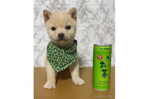 成約済の茨城県の豆柴-164259