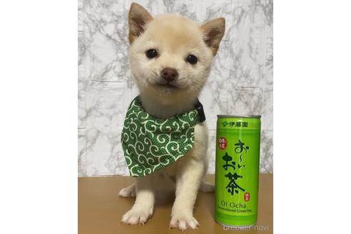 成約済の茨城県の豆柴-164256