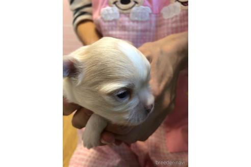 成約済の千葉県のチワワ(ロングコート)-168190の46枚目