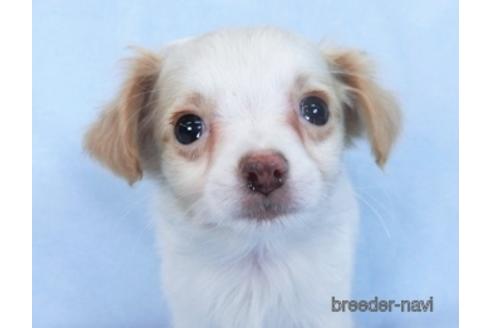 成約済の千葉県のミックス犬-165316の12枚目