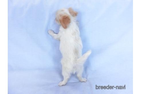 成約済の千葉県のミックス犬-165316の11枚目