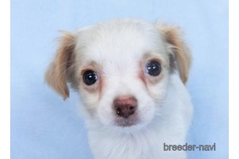 成約済の千葉県のミックス犬-165316の10枚目