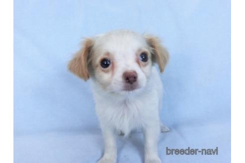 成約済の千葉県のミックス犬-165316の9枚目