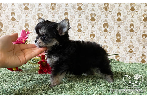 成約済の愛知県のチワマル:チワワ×マルチーズ-168212の10枚目