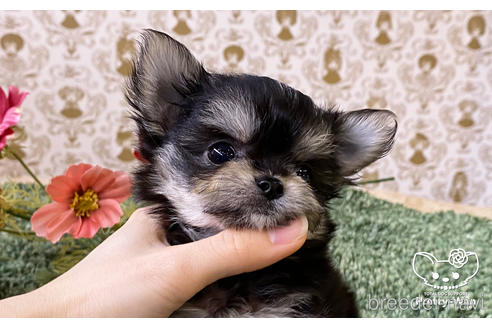 成約済の愛知県のチワマル:チワワ×マルチーズ-168212の7枚目