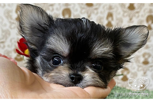 成約済の愛知県のチワマル:チワワ×マルチーズ-168212の8枚目