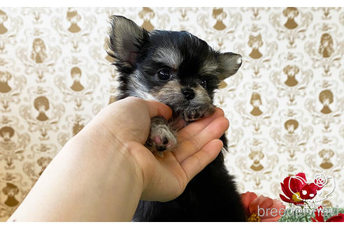 成約済の愛知県のチワマル:チワワ×マルチーズ-168212の9枚目