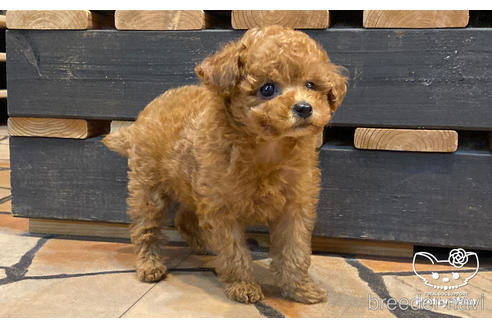 成約済の愛知県のタイニープードル-168213の4枚目