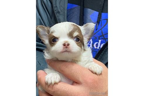 成約済の静岡県のチワワ(ロングコート)-168242の3枚目