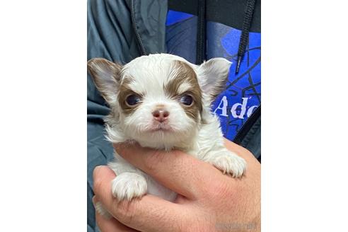 成約済の静岡県のチワワ(ロングコート)-168242の4枚目