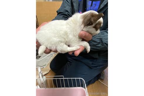 成約済の静岡県のチワワ(ロングコート)-168242の5枚目