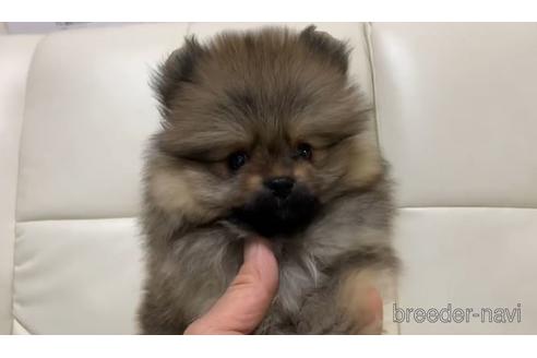 成約済の大阪府のポメラニアン-168250の1枚目