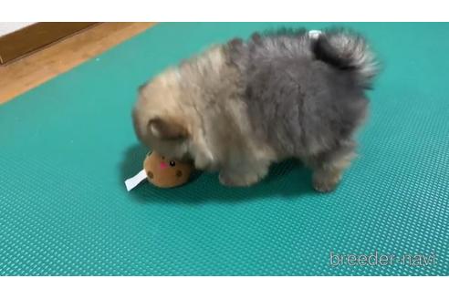成約済の大阪府のポメラニアン-168250の2枚目