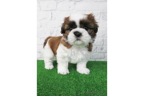 成約済の大阪府のシーズー-168254の5枚目