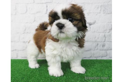 成約済の大阪府のシーズー-168254の2枚目