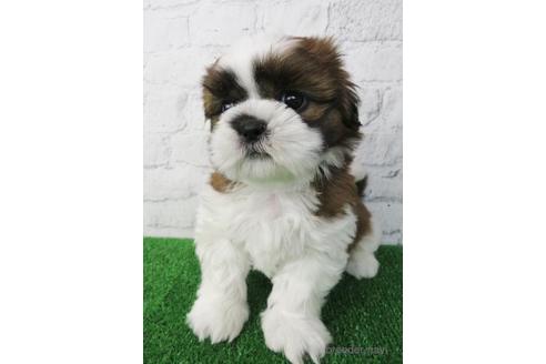 成約済の大阪府のシーズー-168254の3枚目