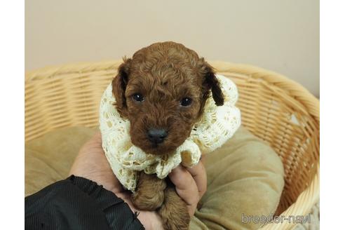 成約済の埼玉県のタイニープードル-168256の1枚目