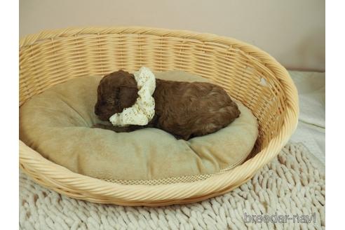 成約済の埼玉県のタイニープードル-168256の5枚目
