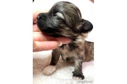 成約済の埼玉県のマルプー:マルチーズ×トイプードル-166942の11枚目