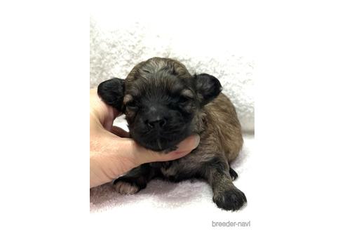 成約済の埼玉県のマルプー:マルチーズ×トイプードル-166945の49枚目