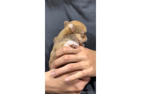 成約済の香川県のチワワ(ロングコート)-168263の7枚目