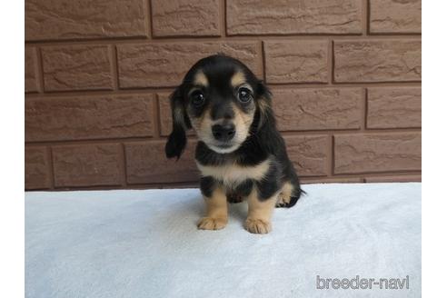 成約済の埼玉県のミニチュアダックスフンド(ロングヘアード)-168286の1枚目