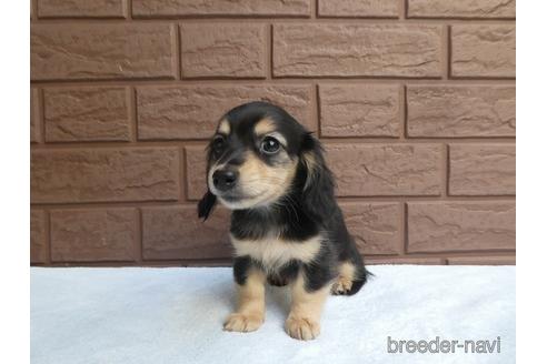 成約済の埼玉県のミニチュアダックスフンド(ロングヘアード)-168286の3枚目