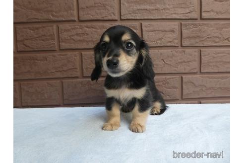 成約済の埼玉県のミニチュアダックスフンド(ロングヘアード)-168286の2枚目