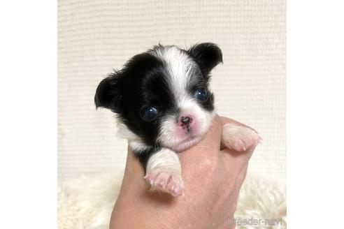 成約済の徳島県のチワワ(ロングコート)-167368の17枚目