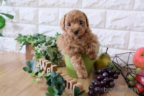 成約済の滋賀県のトイプードル-166527