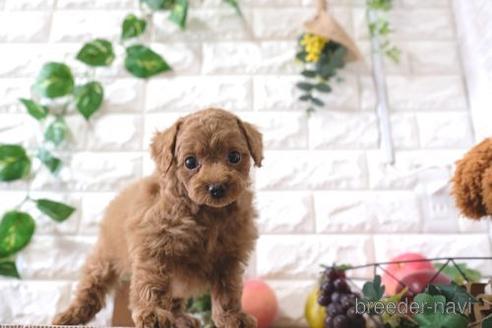 成約済の滋賀県のトイプードル-166527の7枚目