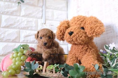 成約済の滋賀県のトイプードル-166527の3枚目