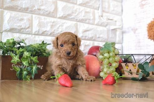 成約済の滋賀県のトイプードル-166527の2枚目