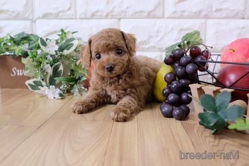 成約済の滋賀県のトイプードル-166531