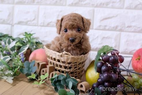 成約済の滋賀県のトイプードル-166531の7枚目