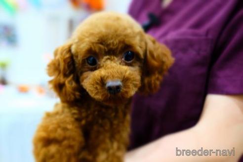 成約済の滋賀県のトイプードル-166531の5枚目