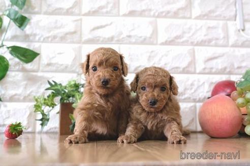 成約済の滋賀県のトイプードル-166531の4枚目