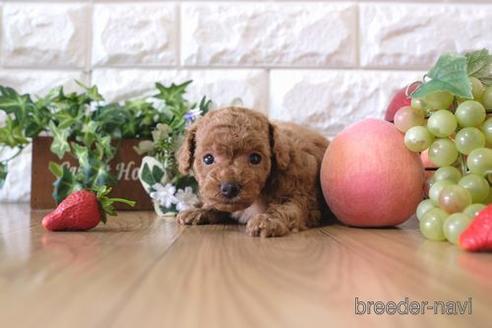 成約済の滋賀県のトイプードル-166531の3枚目