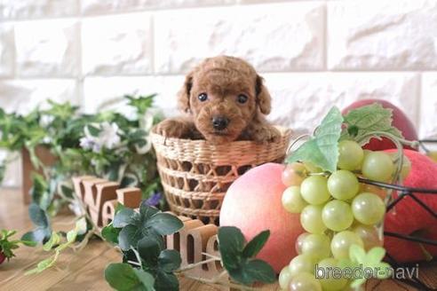 成約済の滋賀県のトイプードル-166531の2枚目