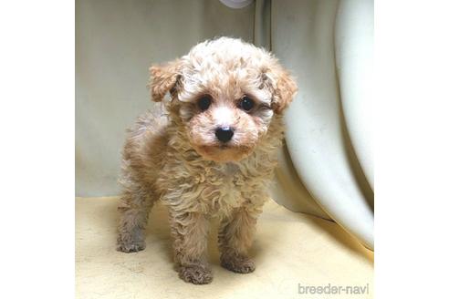 成約済の茨城県のミックス犬-163527の21枚目