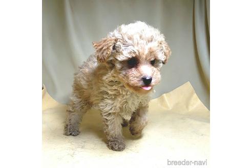 成約済の茨城県のミックス犬-163527の25枚目