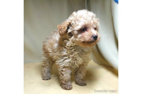 成約済の茨城県のミックス犬-163527の24枚目