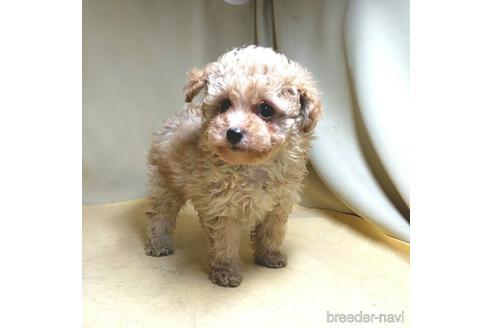 成約済の茨城県のミックス犬-163527の23枚目