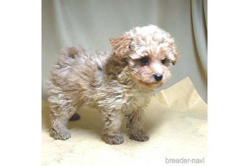 成約済の茨城県のミックス犬-163527の22枚目