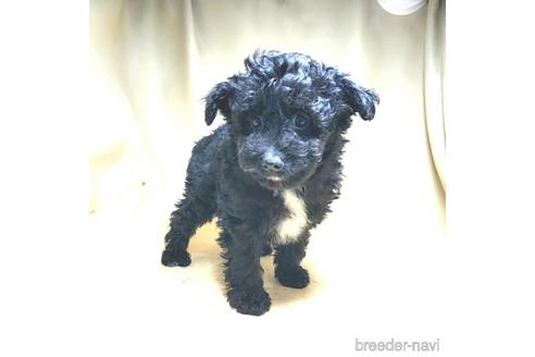 成約済の茨城県のミックス犬-163524の25枚目