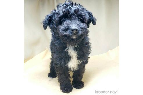成約済の茨城県のミックス犬-163524の23枚目
