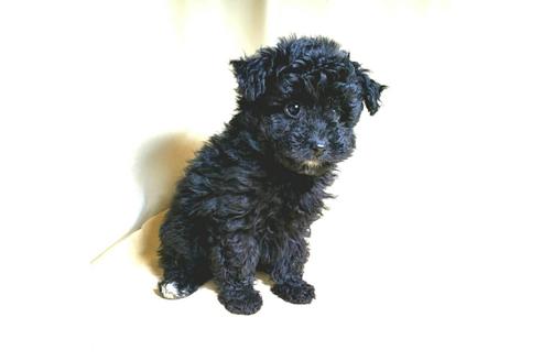 成約済の茨城県のミックス犬-163525の24枚目