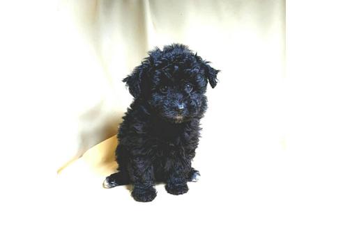 成約済の茨城県のミックス犬-163525の23枚目