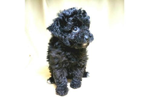 成約済の茨城県のミックス犬-163525の22枚目