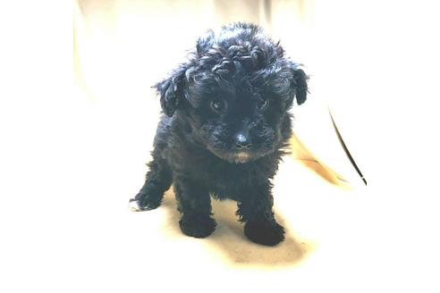 成約済の茨城県のミックス犬-163525の21枚目